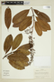 Vochysia macrophylla image