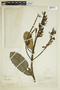 Vochysia mapirensis image