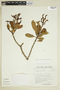 Vochysia meridensis image