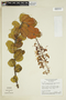 Vochysia rotundifolia image