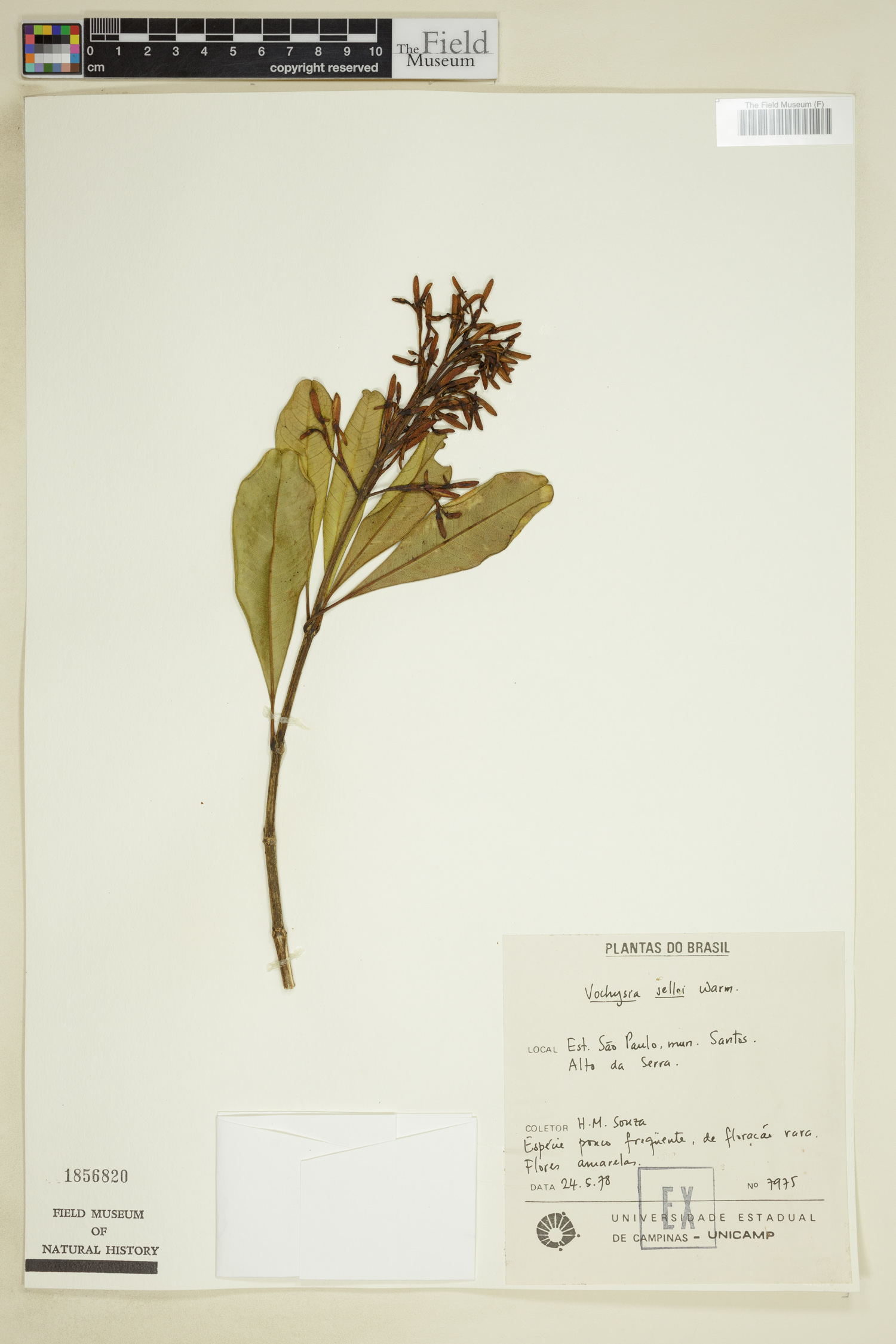 Vochysia selloi image