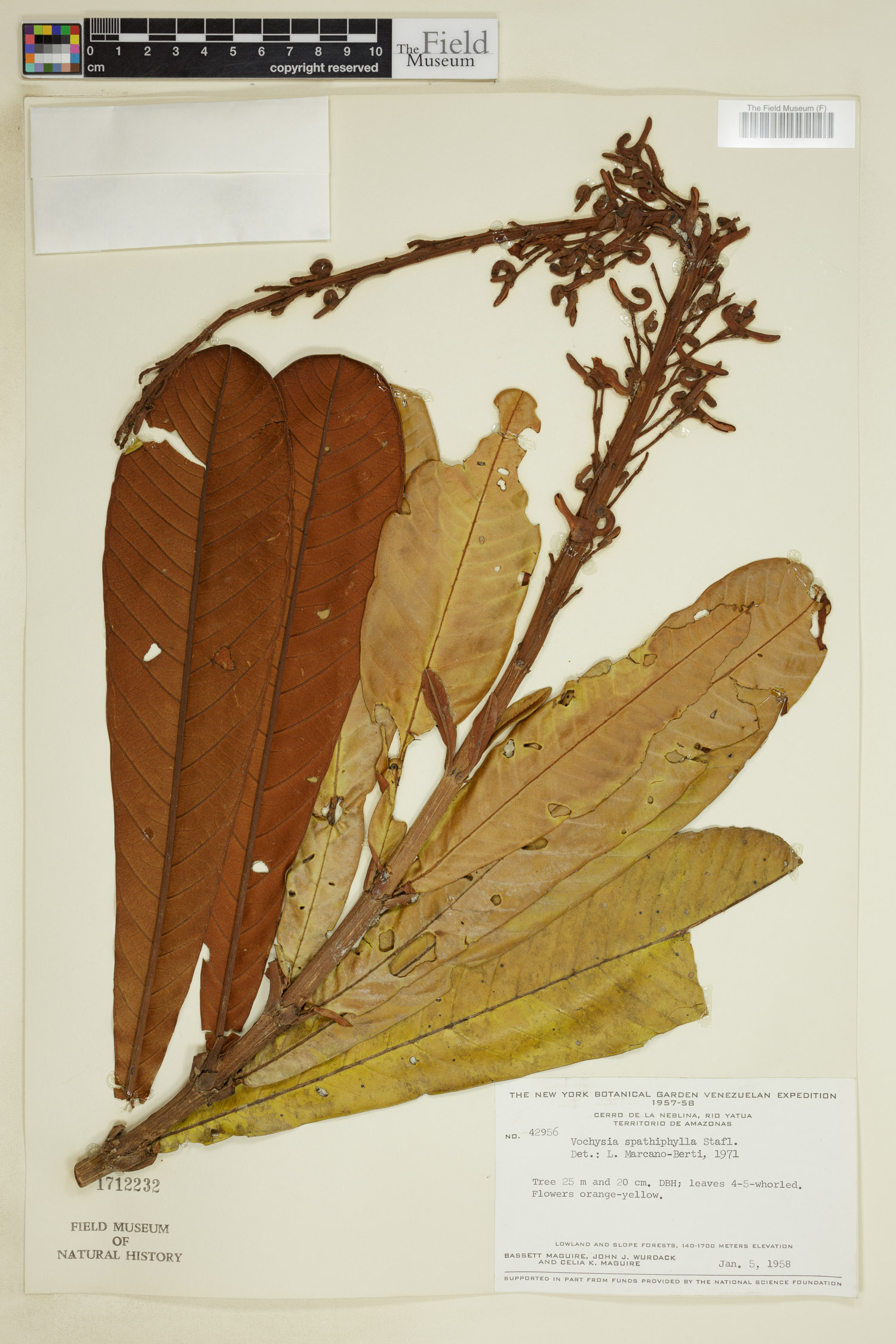 Vochysia spathiphylla image