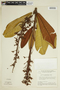 Vochysia spathiphylla image