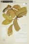Vochysia tetraphylla image