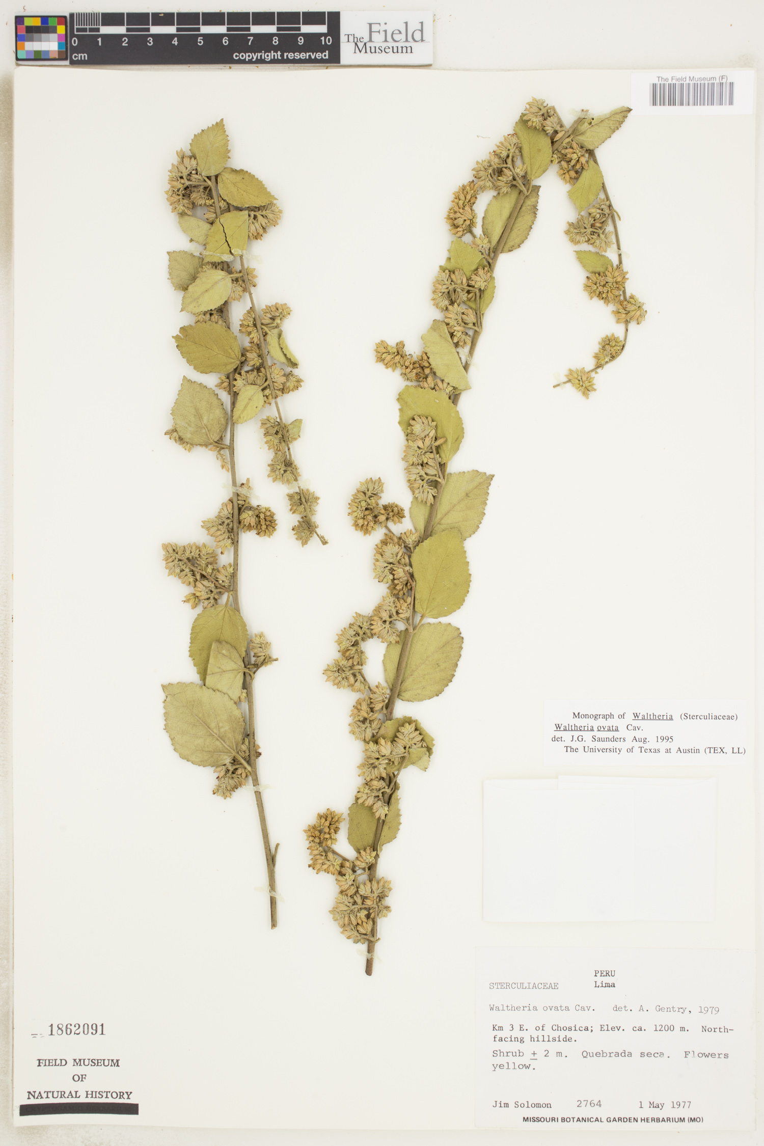 Waltheria ovata image