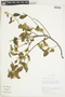 Waltheria petiolata image