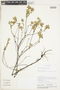 Waltheria selloana image