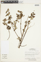Waltheria viscosissima image