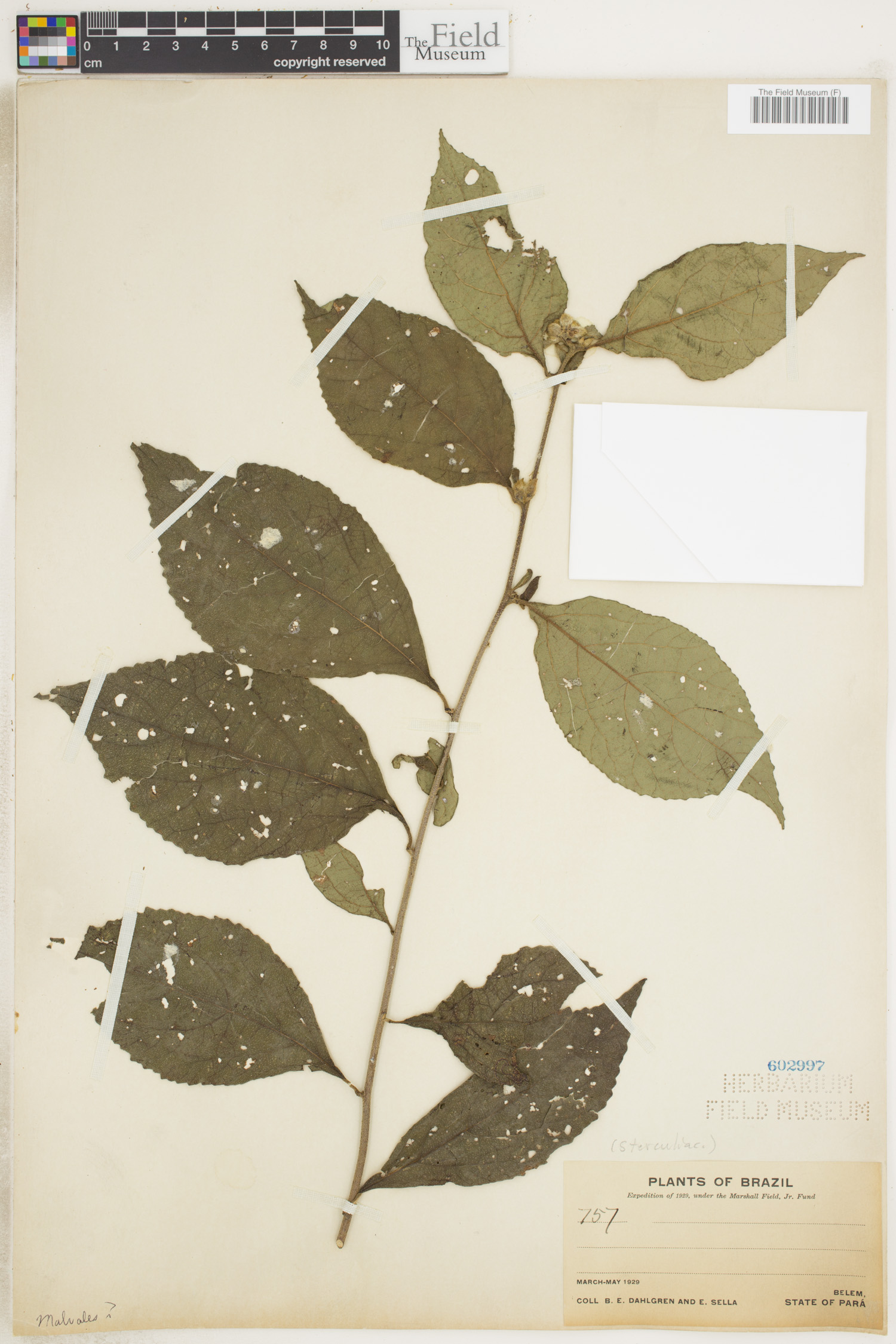 Sterculiaceae image