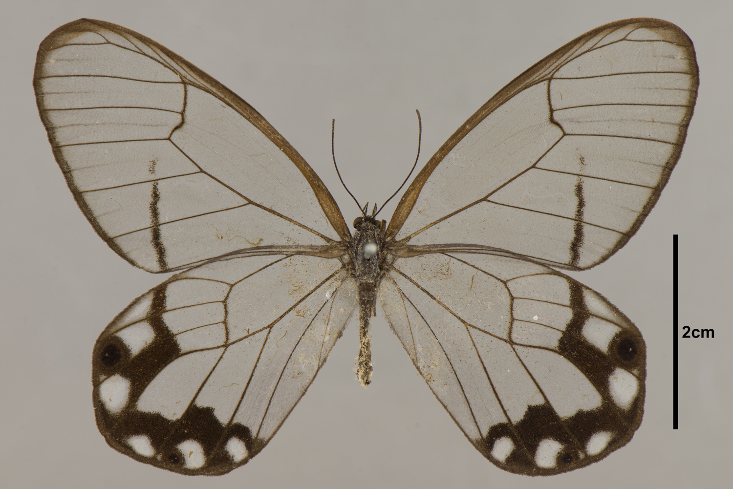 Pseudohaetera hypaesia