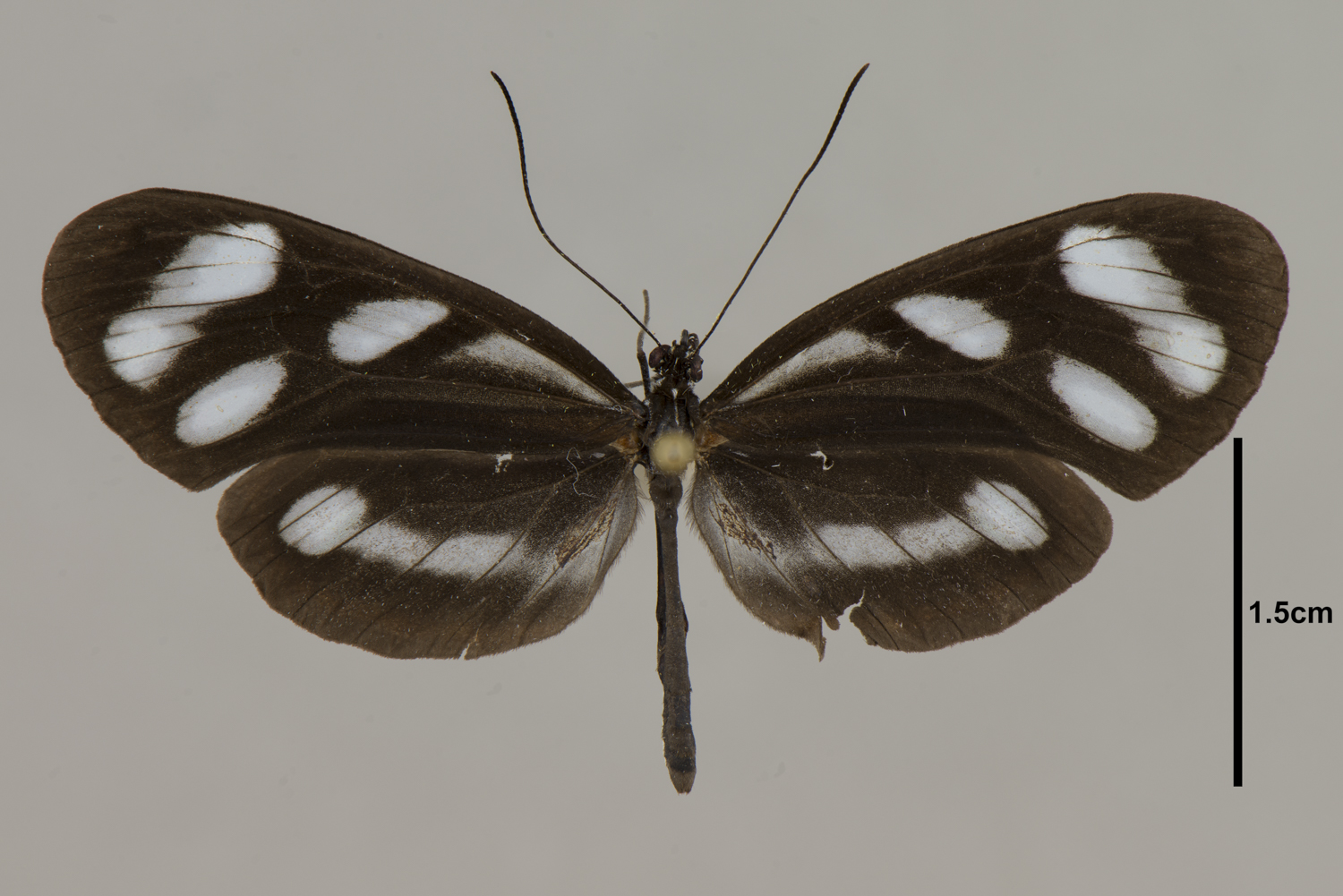 Oleria onega