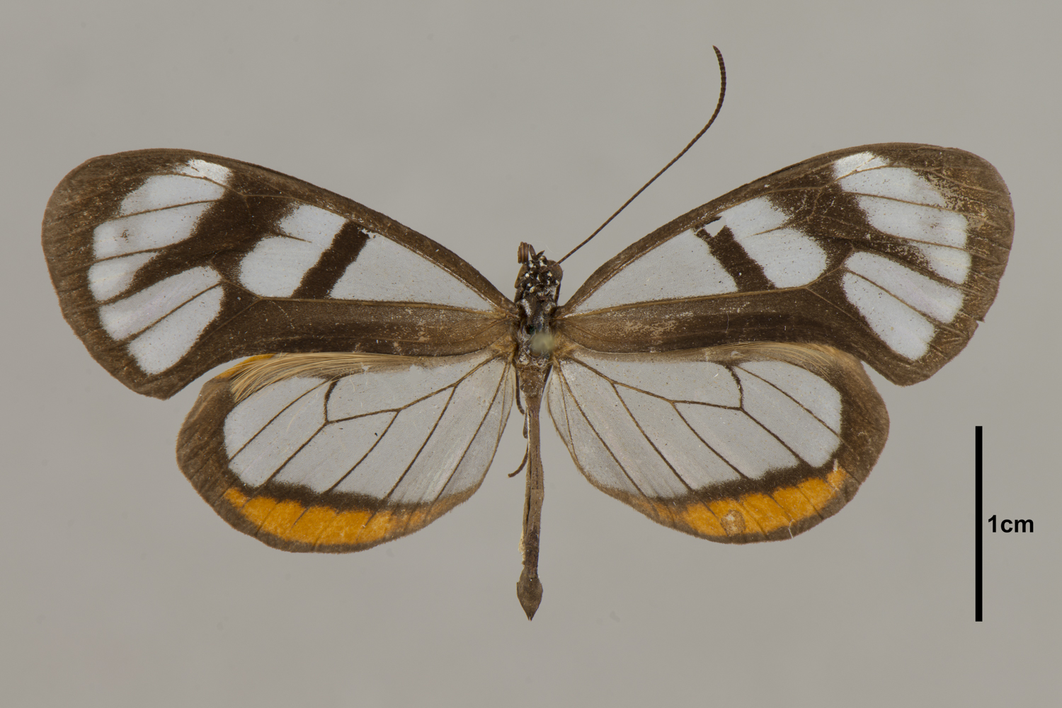 Oleria aegle
