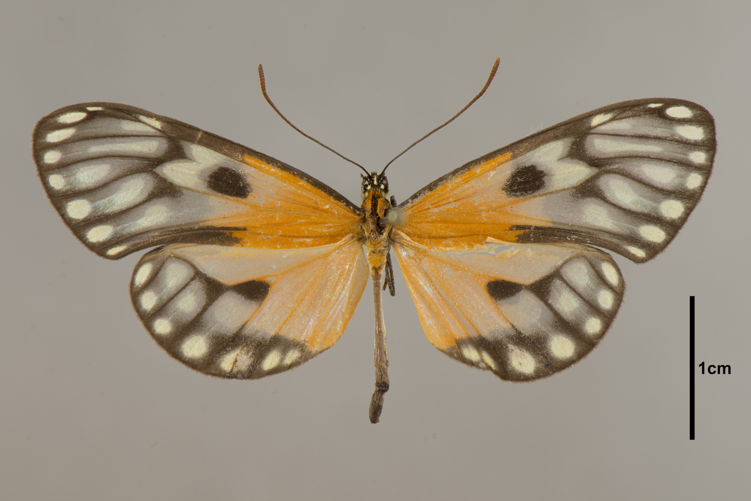 Napeogenes stella