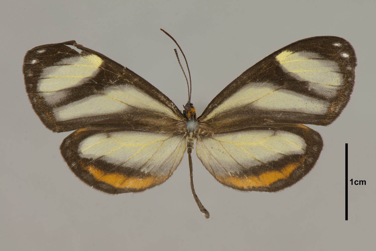 Napeogenes sylphis thumbnail