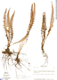Blechnum asplenioides image