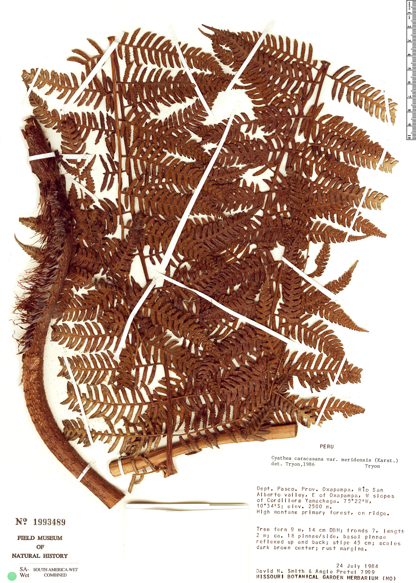 Cyathea caracasana var. meridensis image