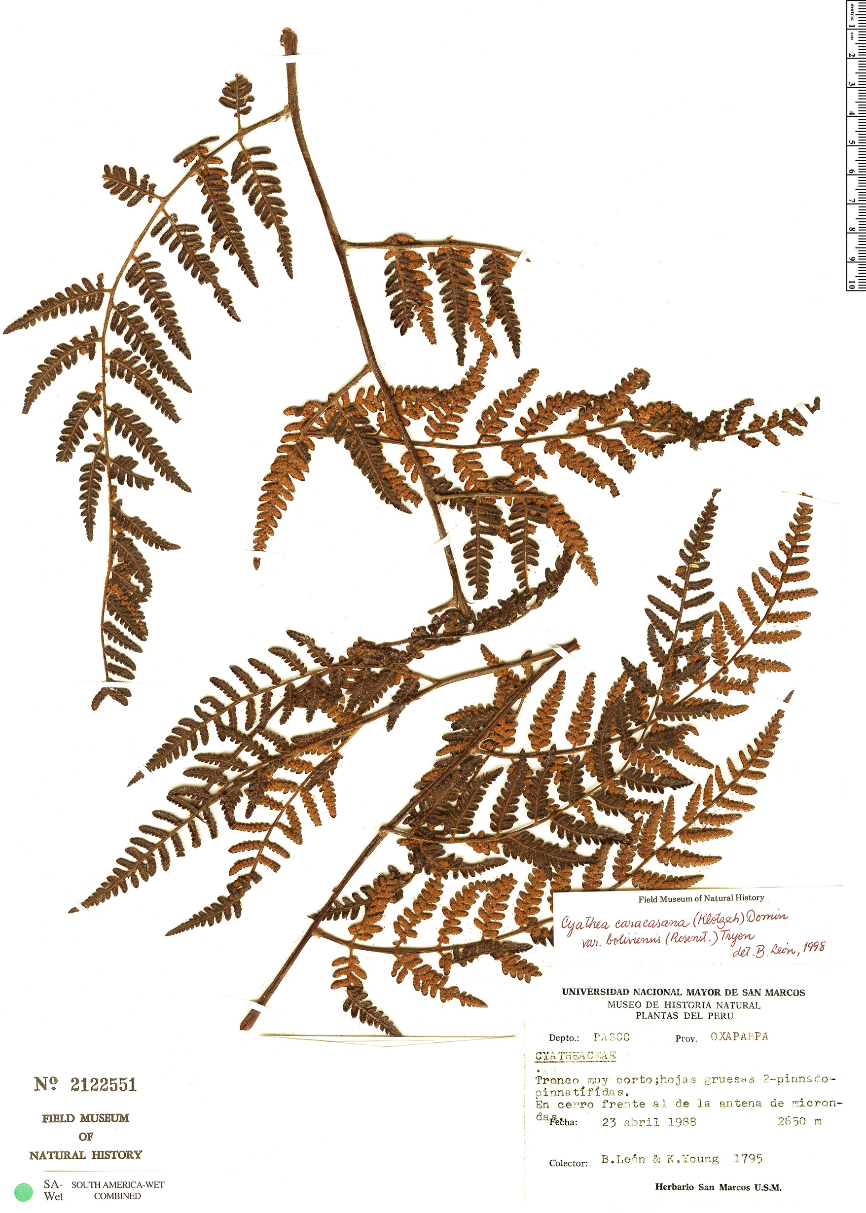 Cyathea caracasana var. boliviensis image