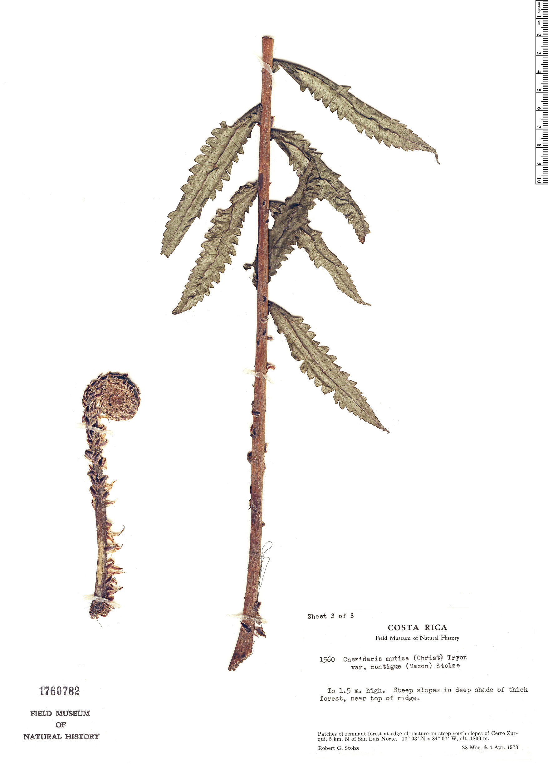 Cyathea chiricana var. contigua image