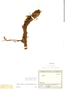 Cyathea frondosa image