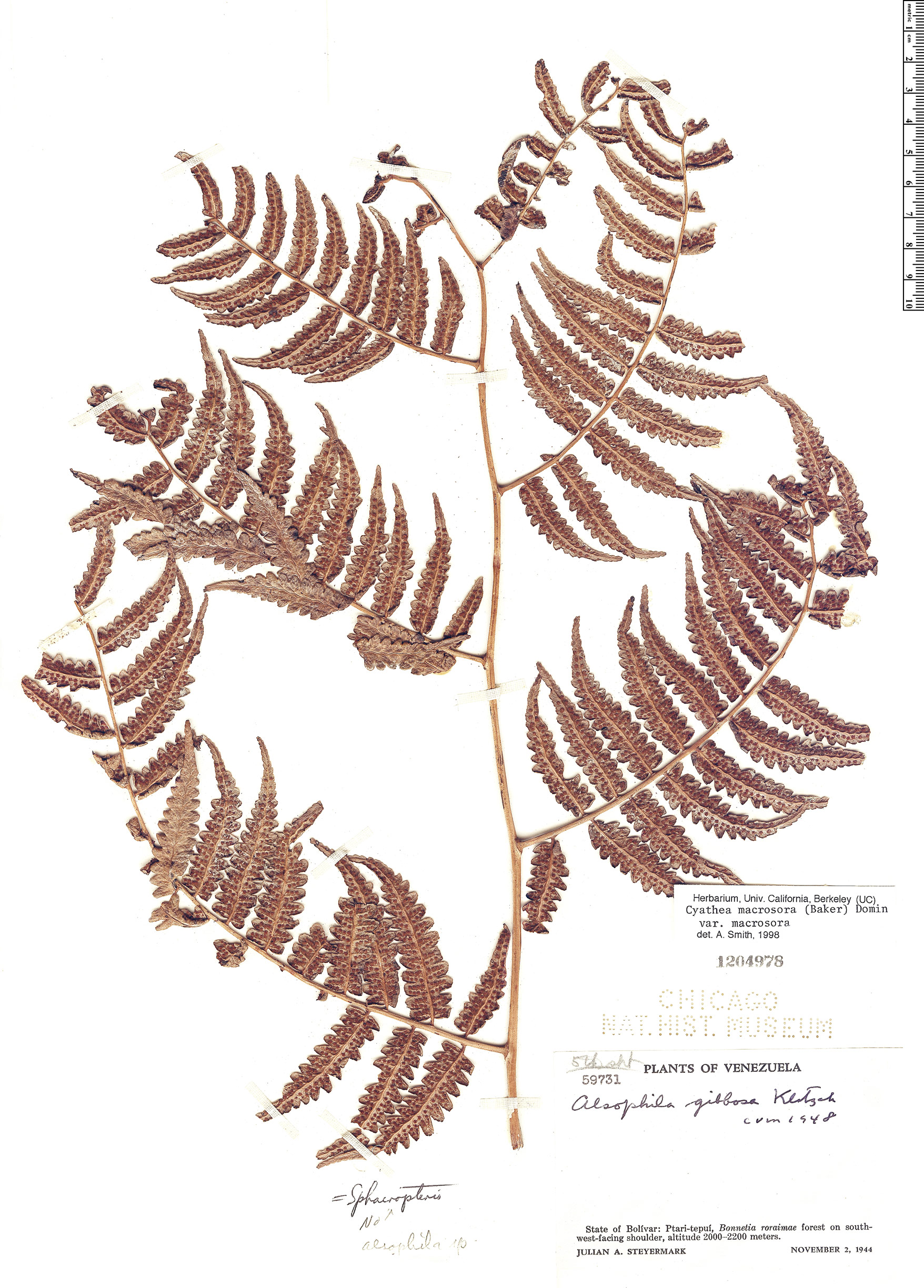 Cyathea macrosora image