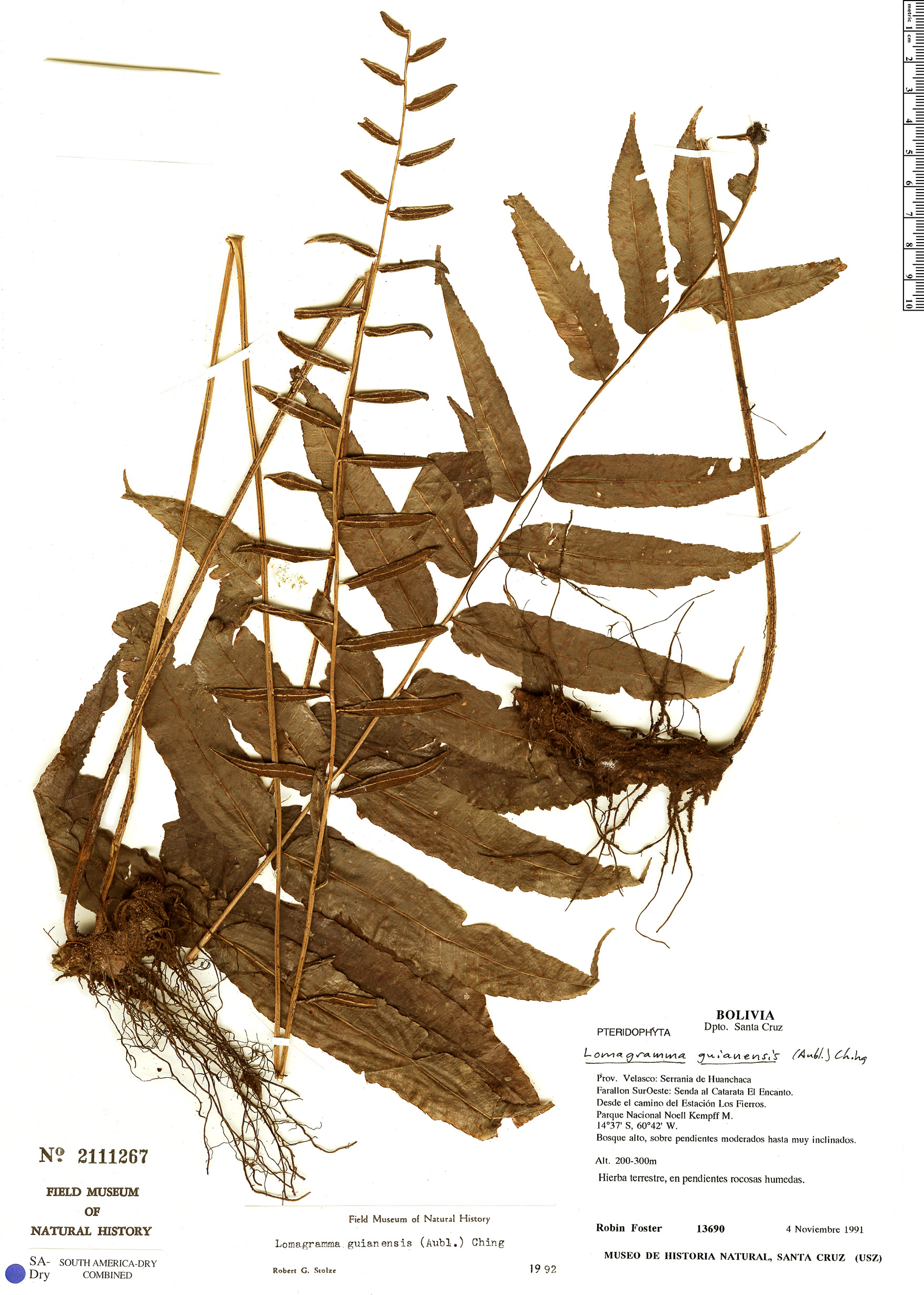 Lomagramma guianensis image