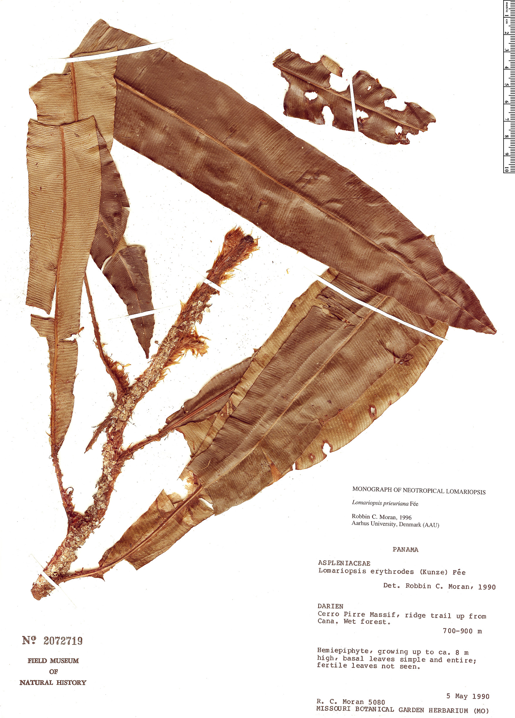 Lomariopsis prieuriana image
