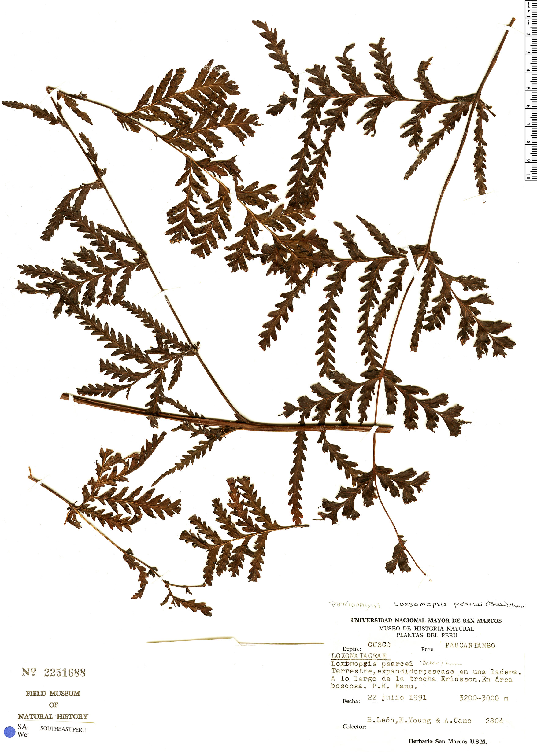 Loxomataceae image