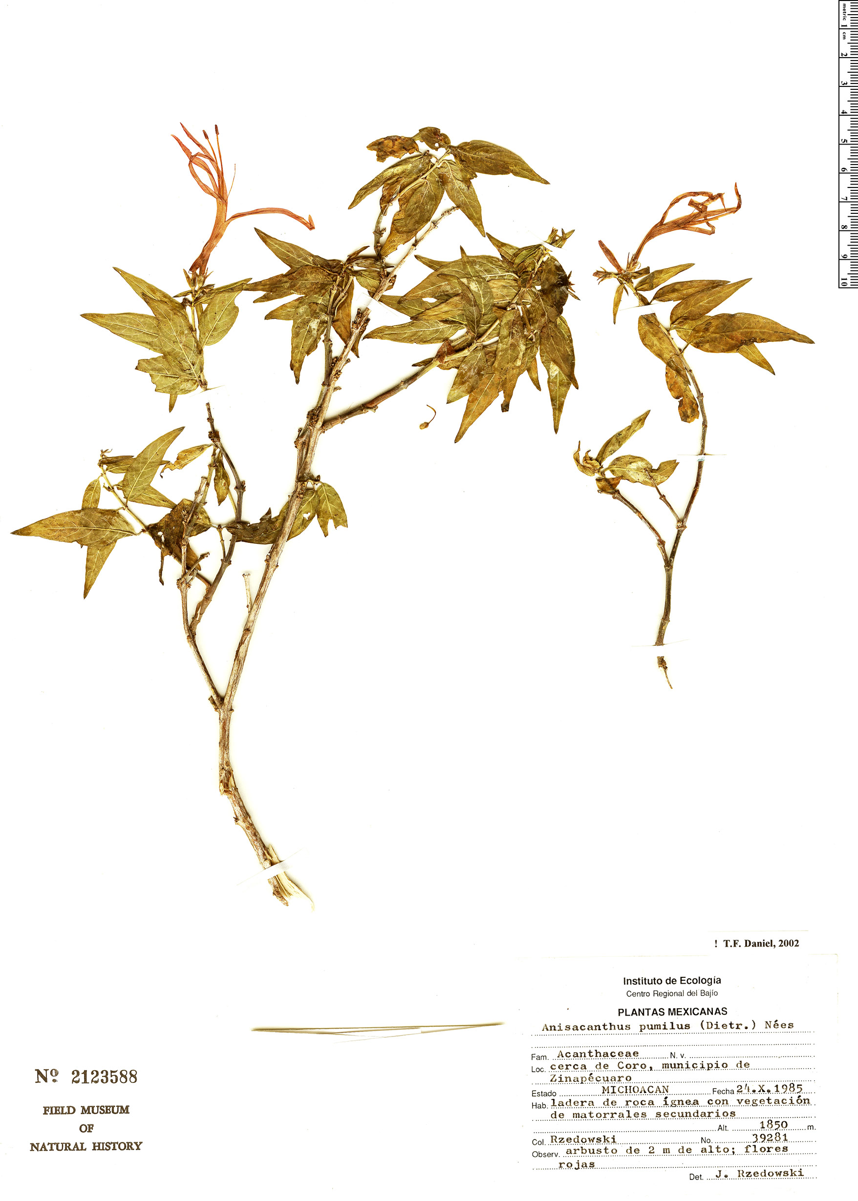 Anisacanthus pumilus image