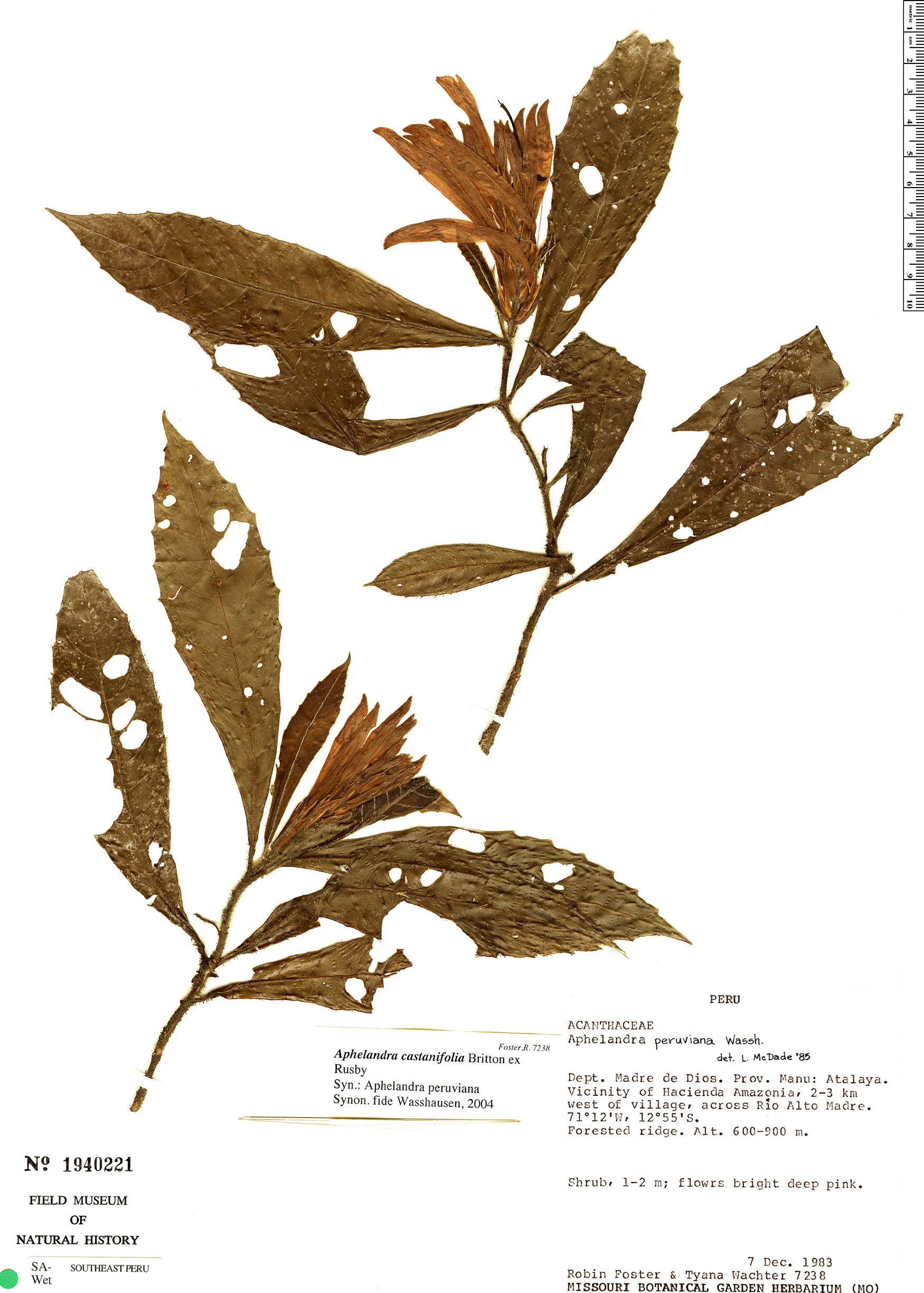 Aphelandra castaneifolia image