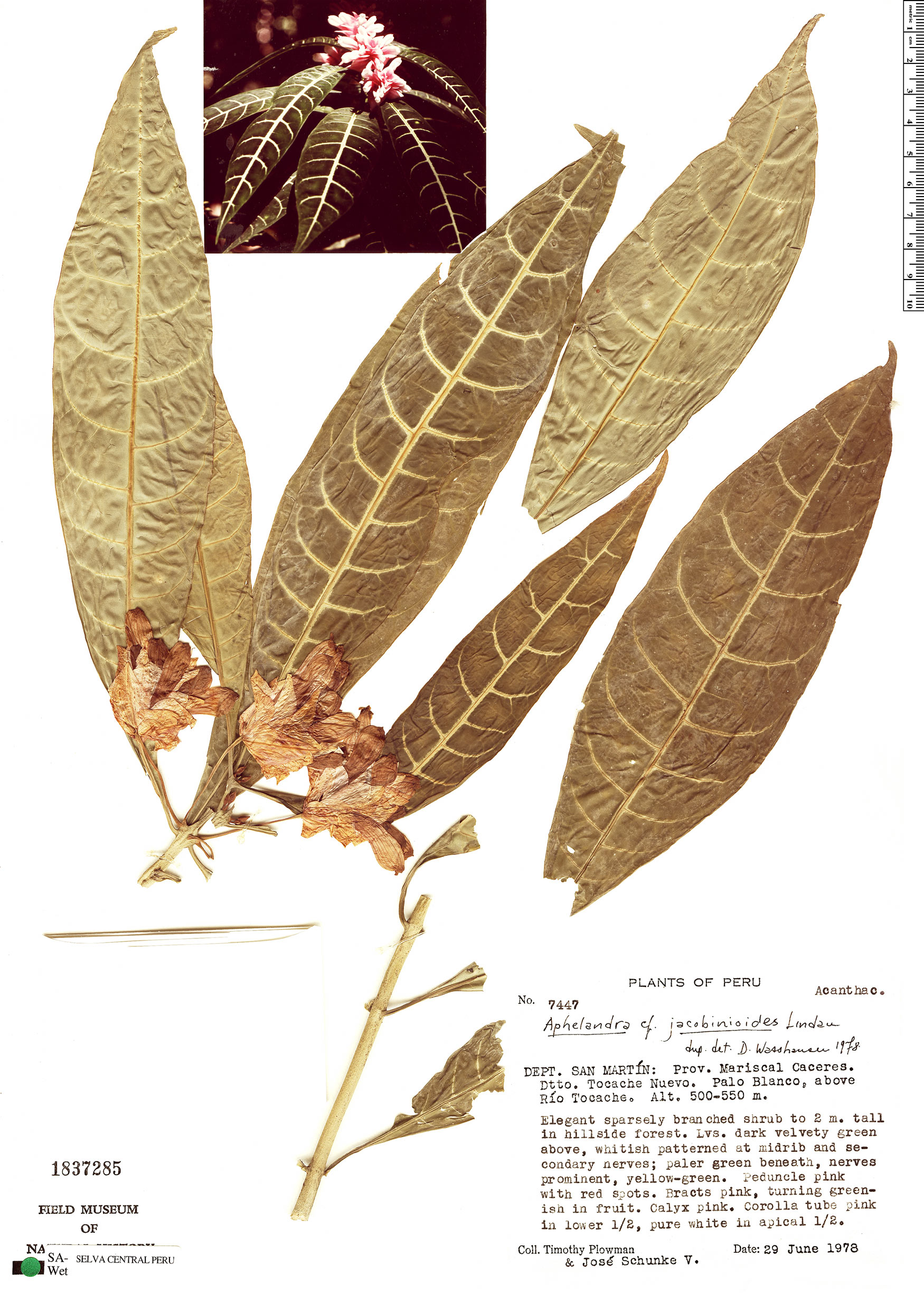 Aphelandra jacobinioides image