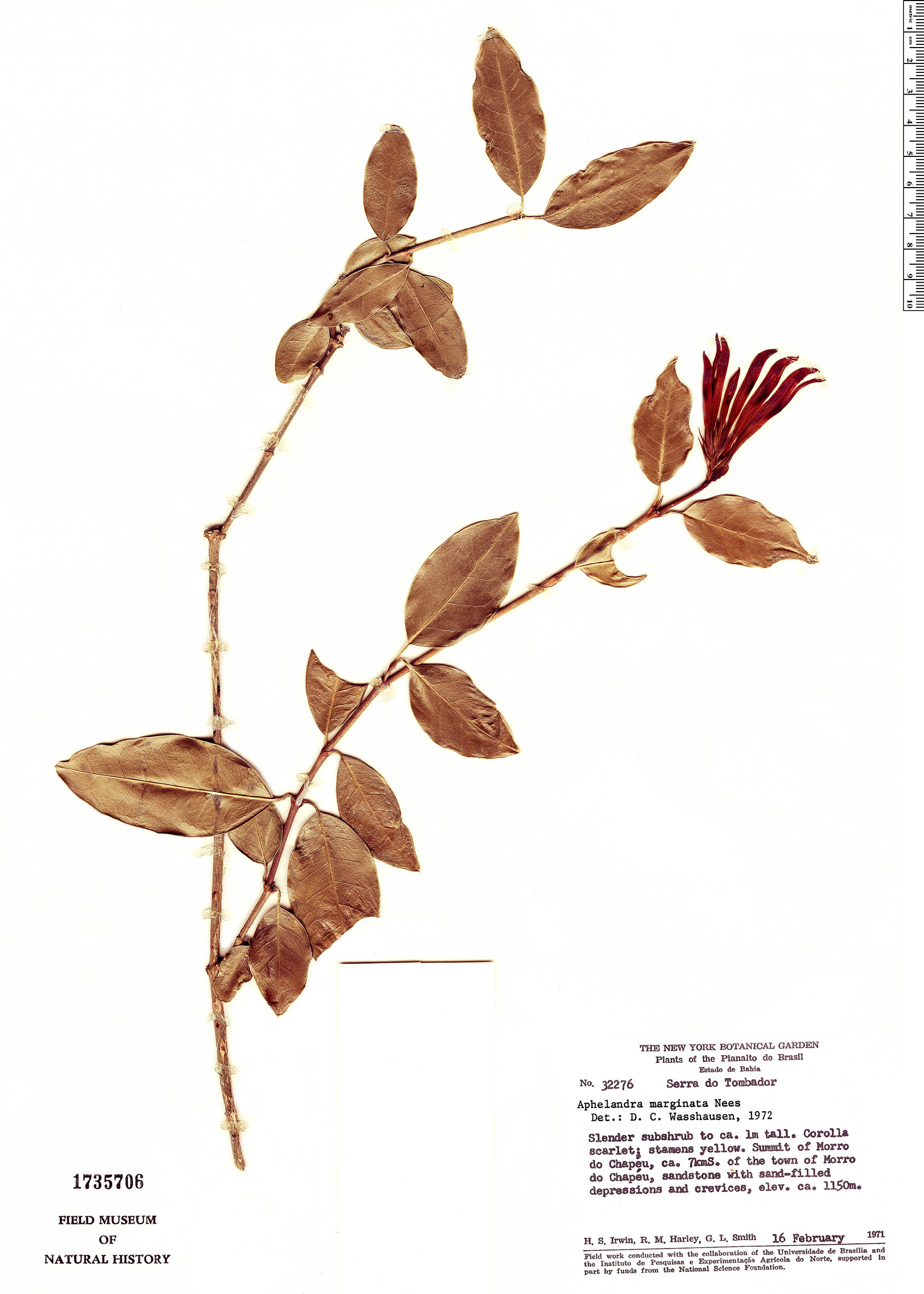 Aphelandra marginata image