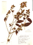 Dicliptera scutellata image