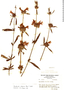 Dyschoriste angustifolia image