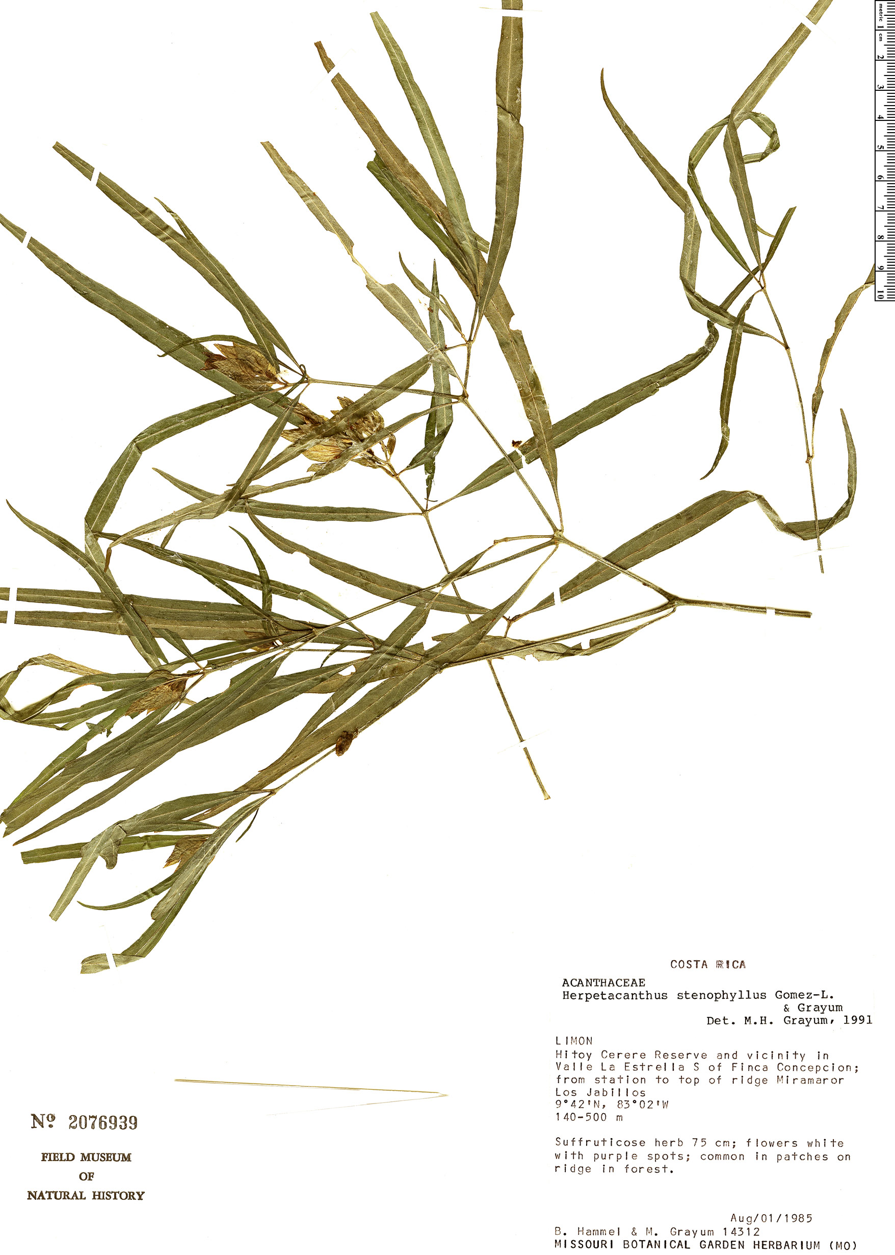 Herpetacanthus stenophyllus image