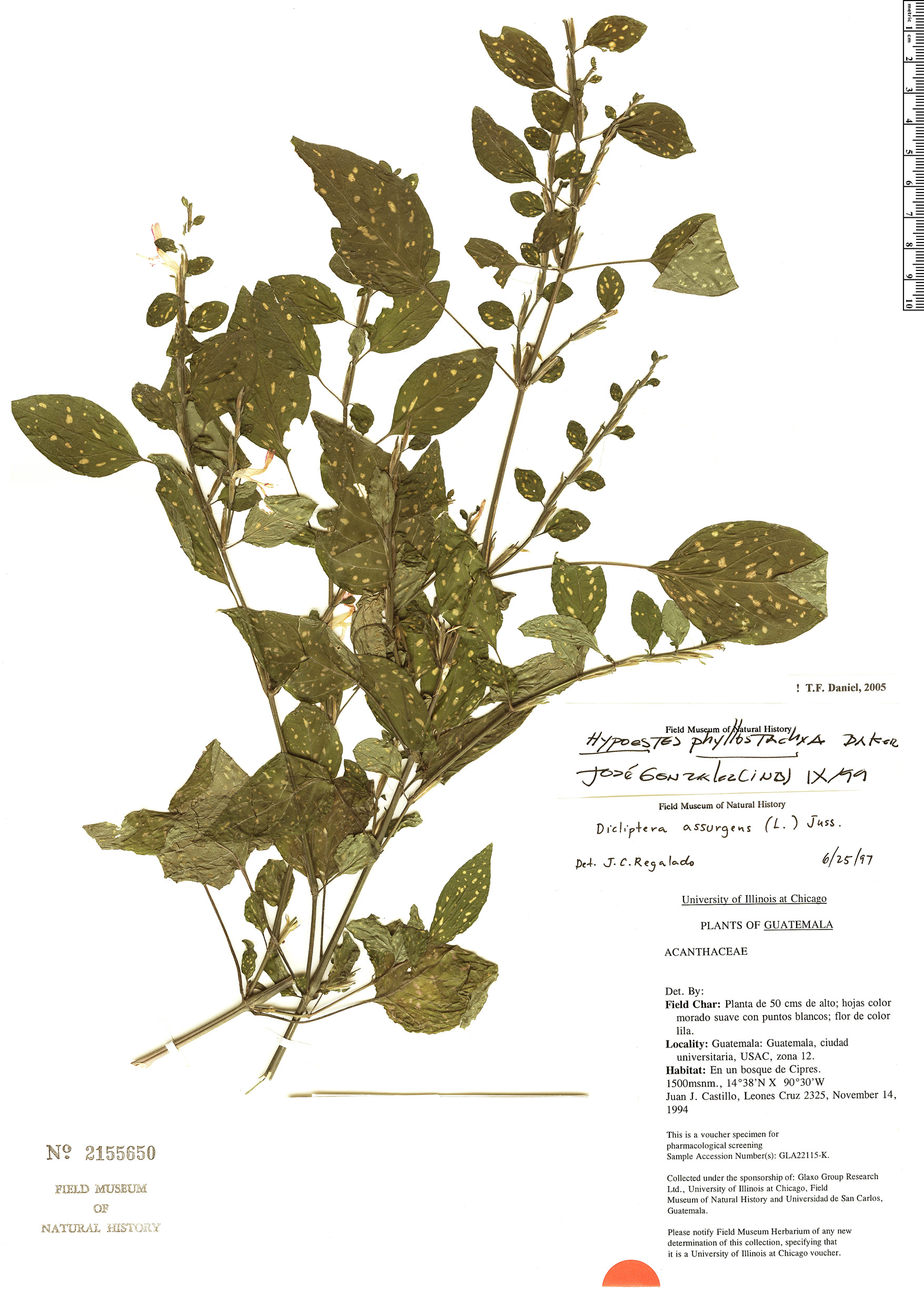 Hypoestes phyllostachya image