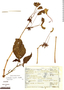 Louteridium conzattii image