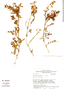 Mexacanthus mcvaughii image