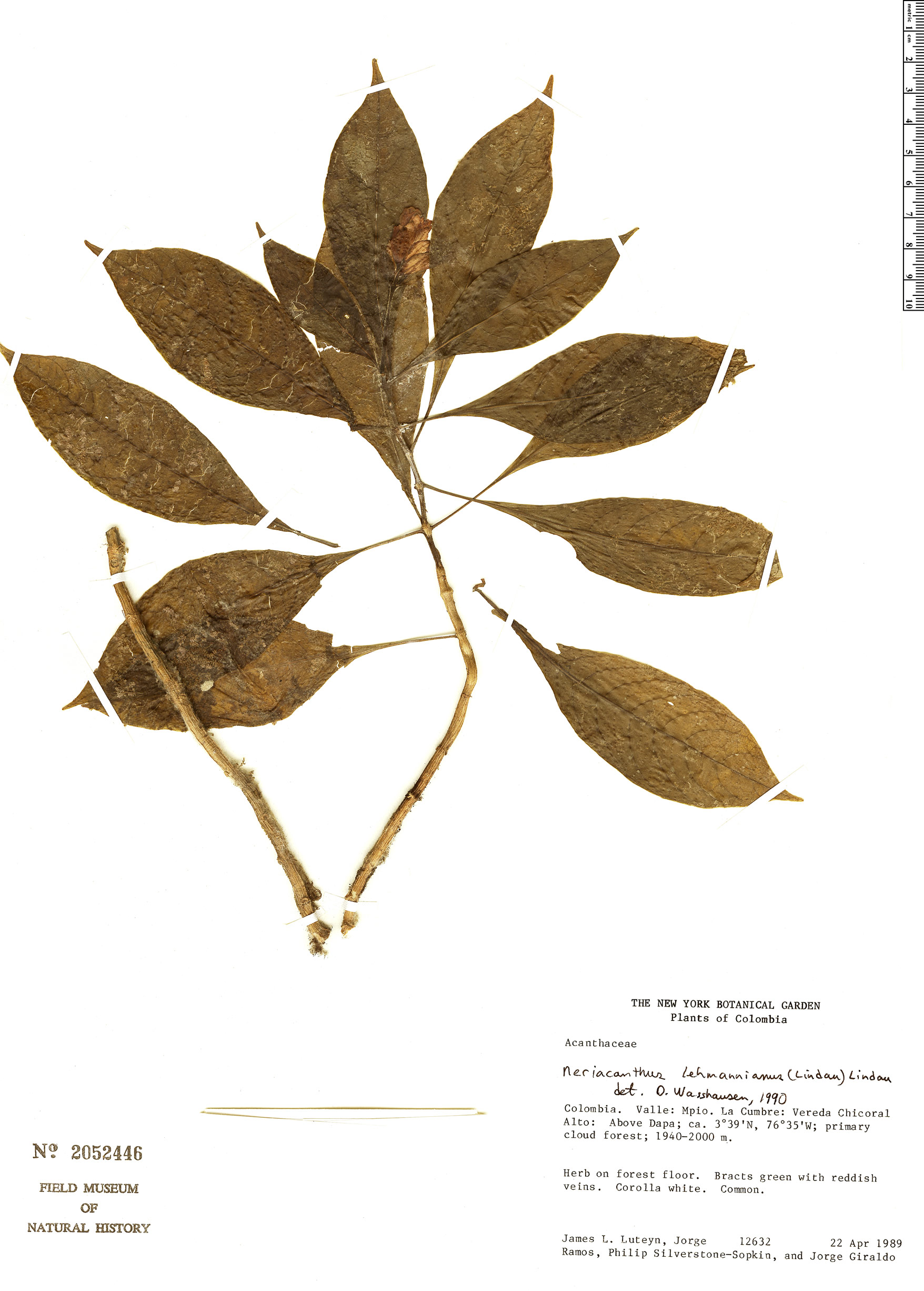 Neriacanthus lehmannianus image
