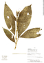 Poikilacanthus harlingii image