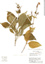 Pseuderanthemum cuspidatum image