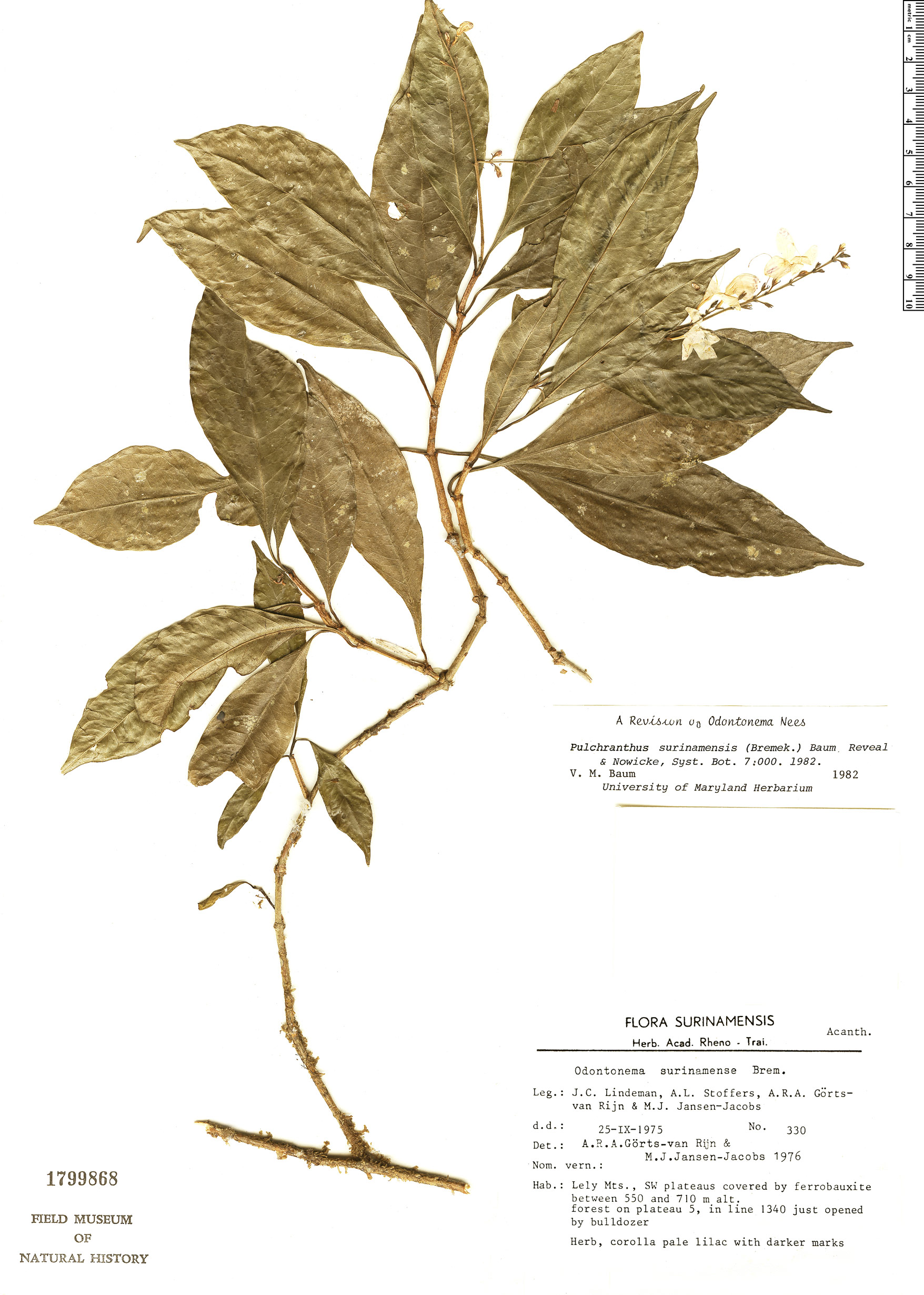 Pulchranthus surinamensis image