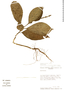 Pulchranthus variegatus image