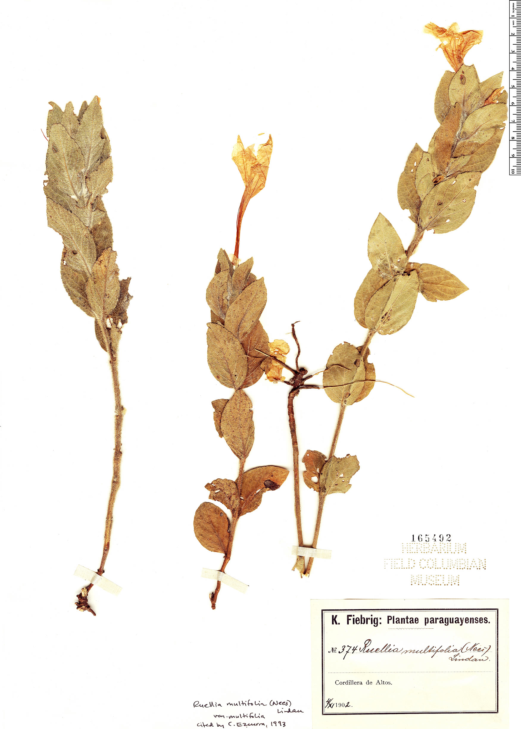 Ruellia multifolia var. multifolia image