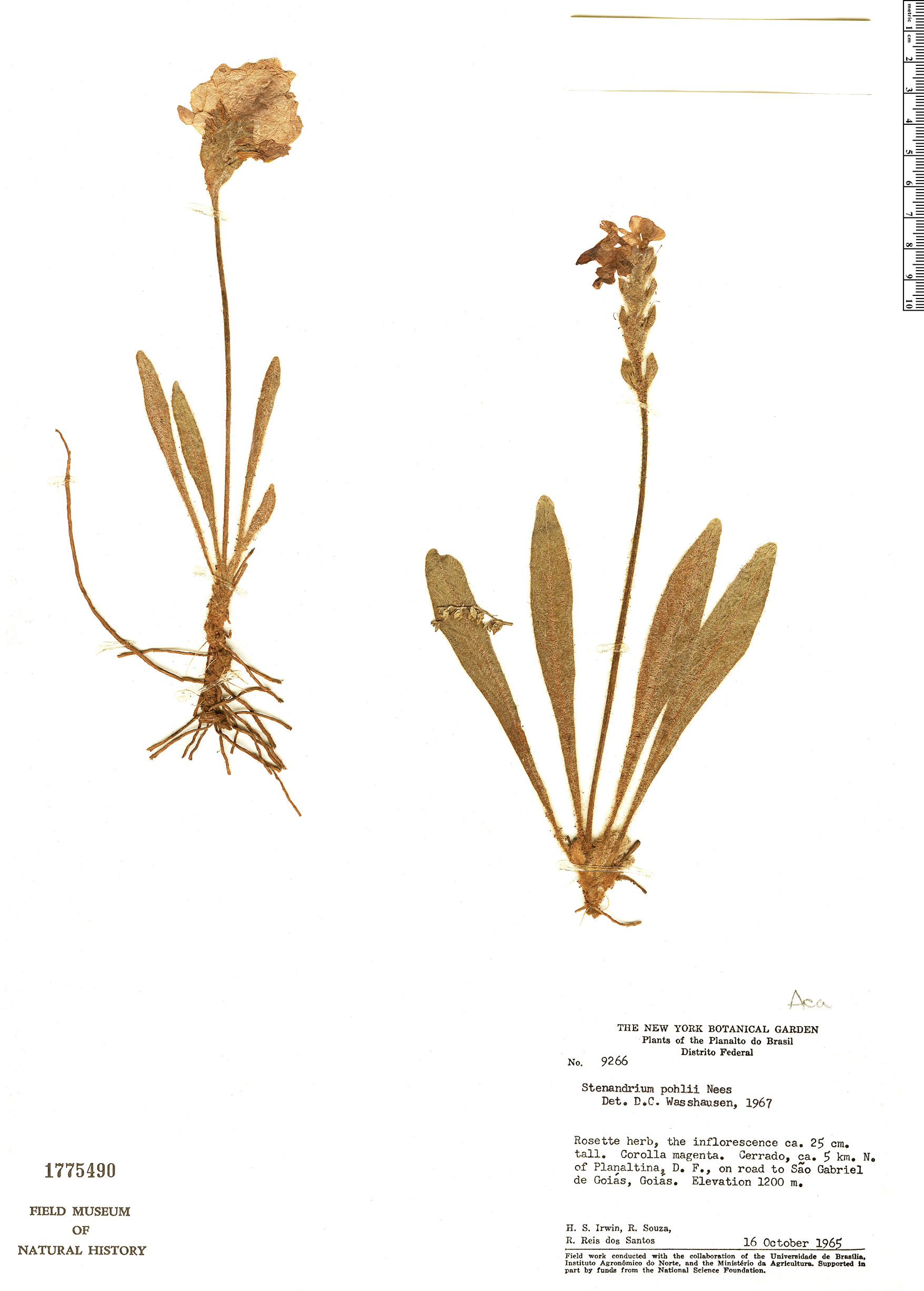 Stenandrium pohlii image
