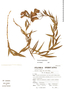 Bomarea angulata image
