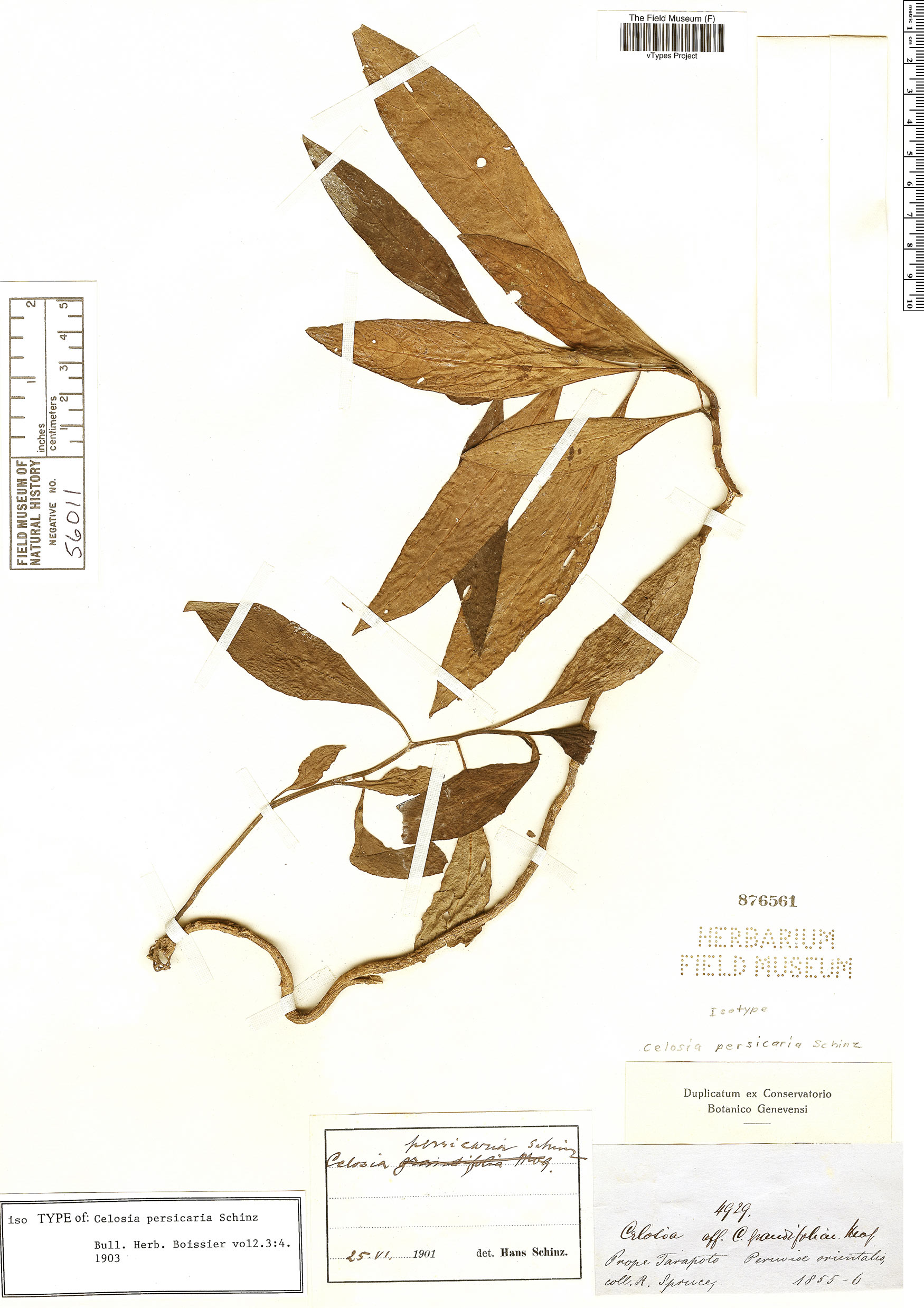 Celosia persicaria image