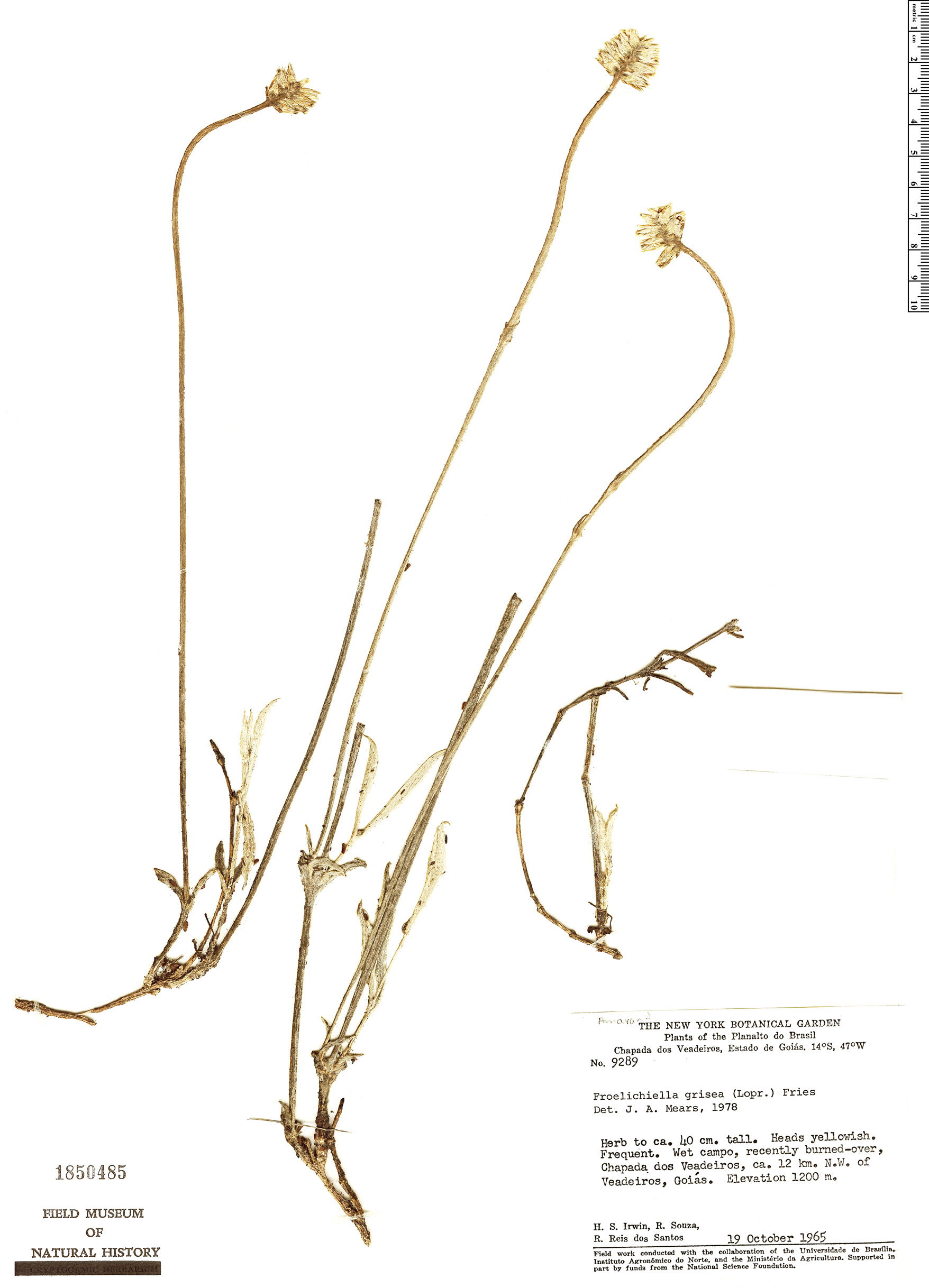 Froelichiella grisea thumbnail