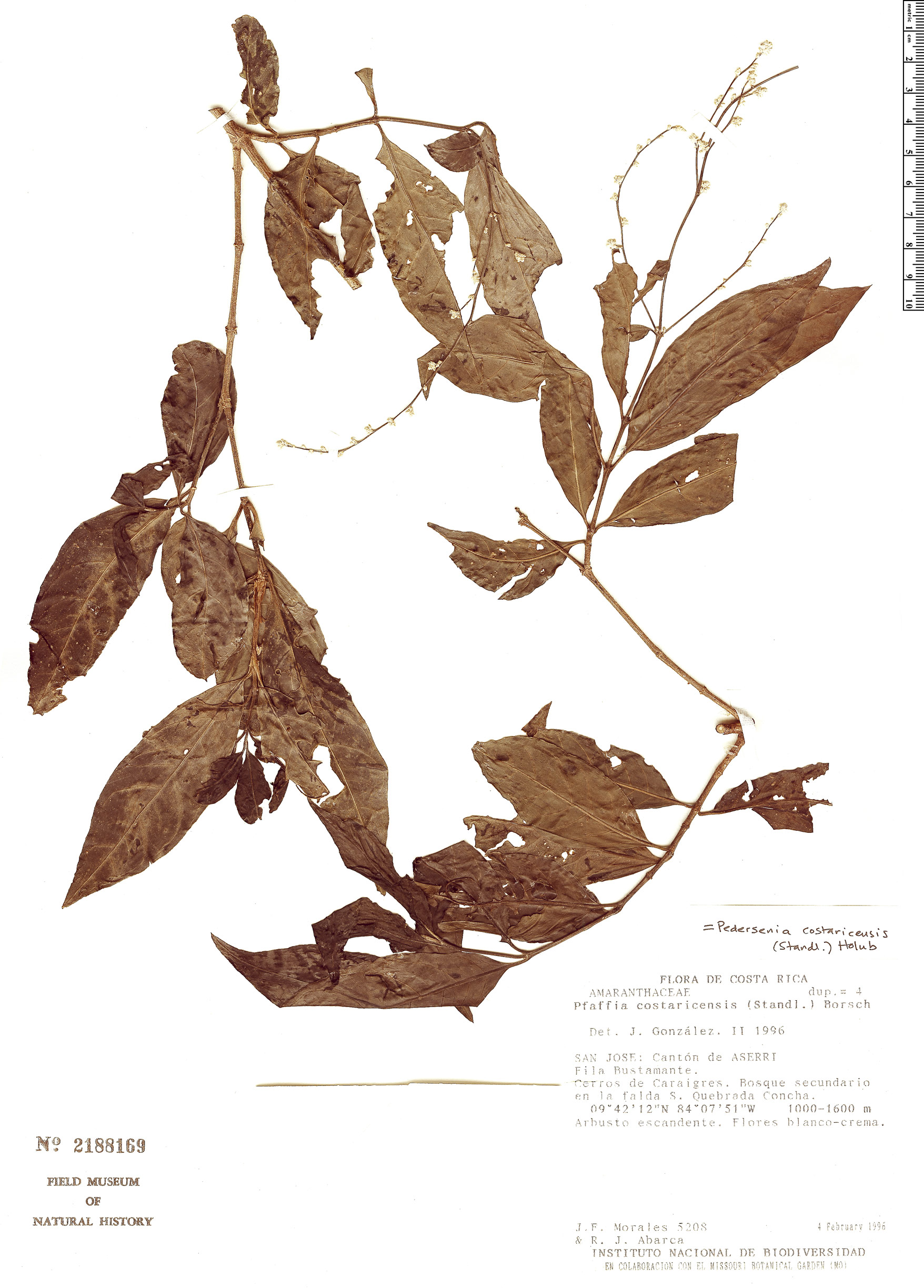 Pedersenia costaricensis image