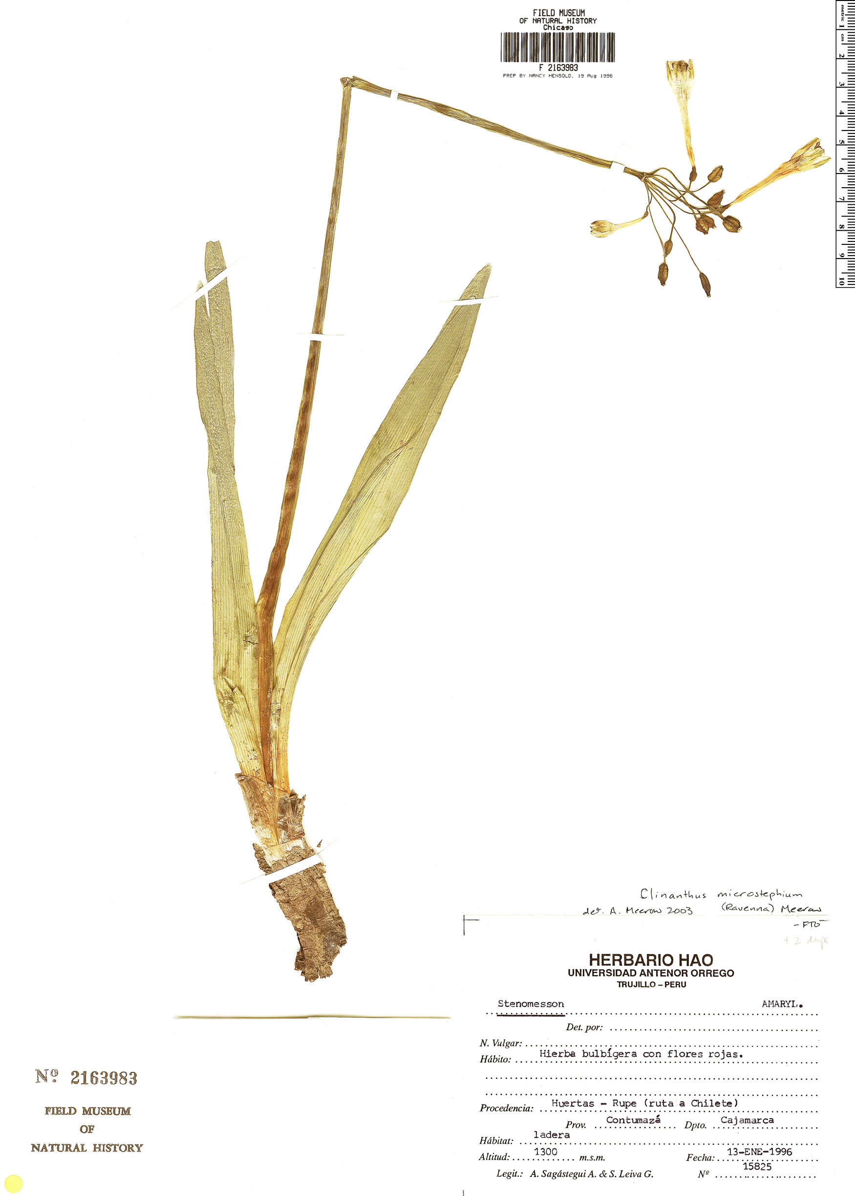 Clinanthus microstephium image