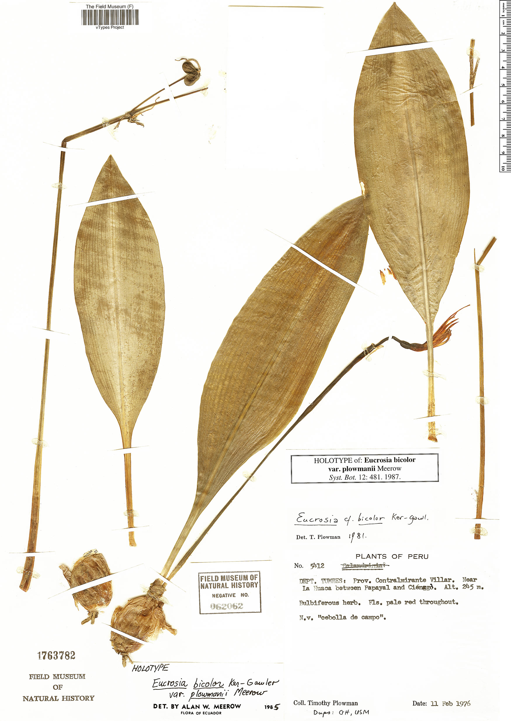 Eucrosia bicolor image